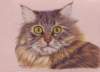 mainecooncoloredbackground_small.jpg